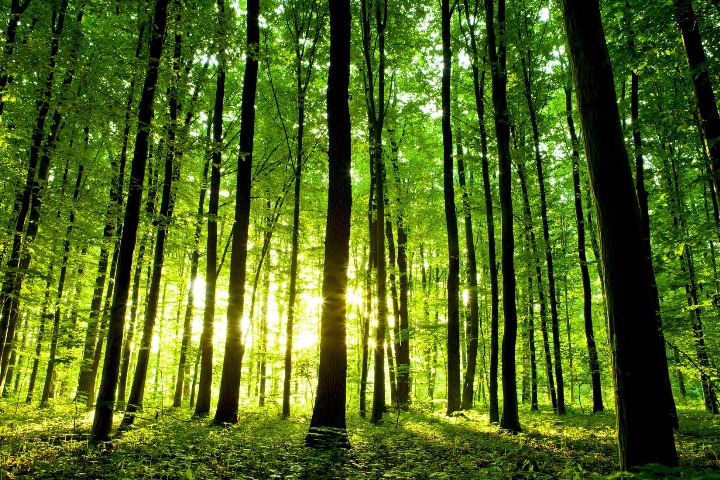 China plantará 52.000 kilómetros cuadrados de árboles para combatir la contaminación del aire