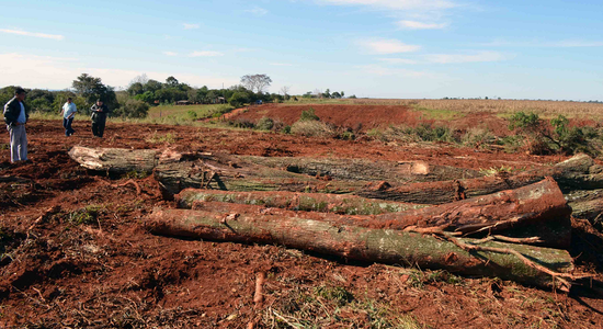 Paraguay: según un informe, es el país que más deforesta