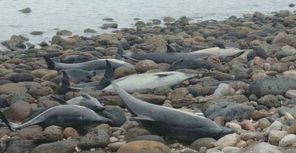 México: encuentran a 54 delfines varados en una playa (VIDEO)