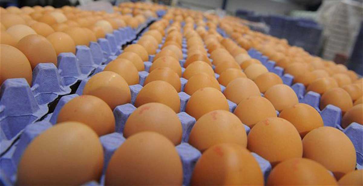 Francia prohibirá la venta de huevos de gallinas enjauladas
