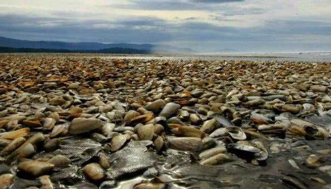 Movimiento Defendamos Chiloé y la nueva crisis por Marea Roja: «El gobierno ha fallado, no ha respetado los principios preventivos de la Ley General de Pesca y Acuicultura»