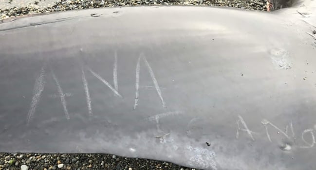 «Ana te amo»: Realizan fotos y rayados sobre ballena varada en Magallanes
