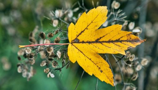 Estas son las mejores aplicaciones creadas para identificar plantas y flores