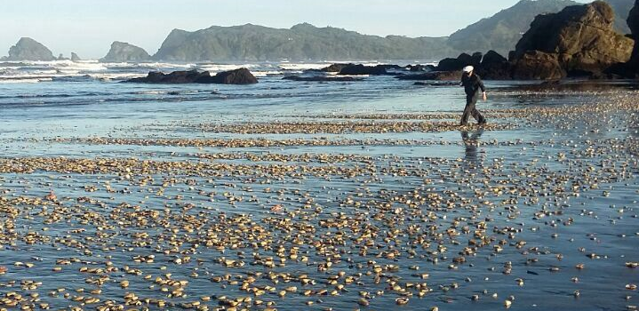 Los Lagos: Amplían zonas con prohibición de extraer mariscos por «marea roja»