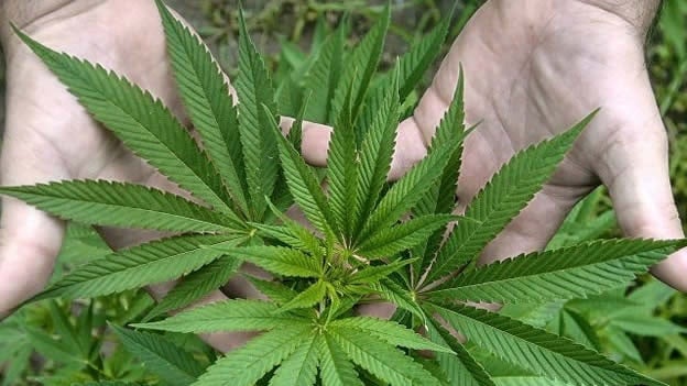 Estudio comprueba que el alcohol provoca más daño cerebral que la marihuana