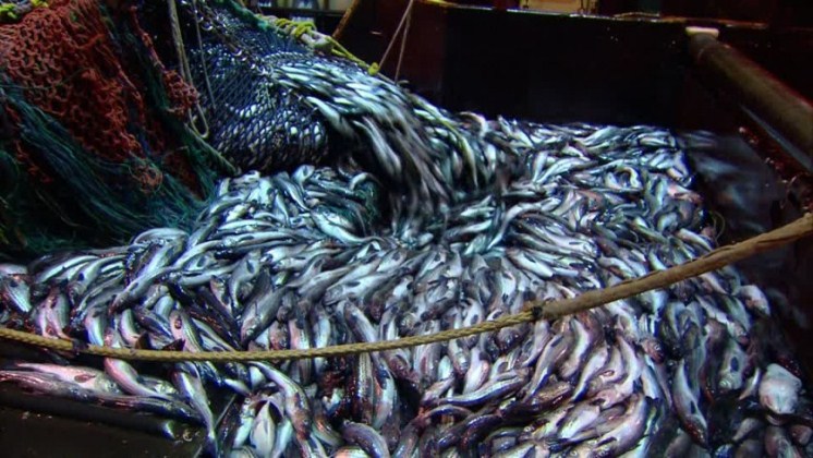 La pesca industrial ocupa más de la mitad de los océanos del mundo