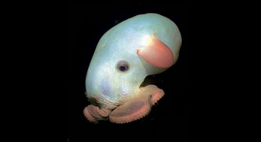 Investigadores estudian y registran a una adorable cría de pulpo Dumbo por primera vez (+VIDEO)