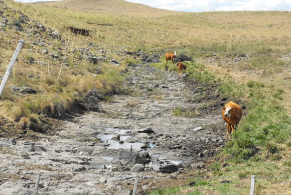 Uruguay: Gobierno declara emergencia agropecuaria por la sequía