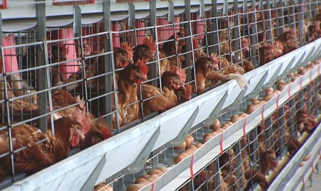 Mientras Francia promueve huevos de «gallina feliz», en Chile el 99% proviene de aves enjauladas