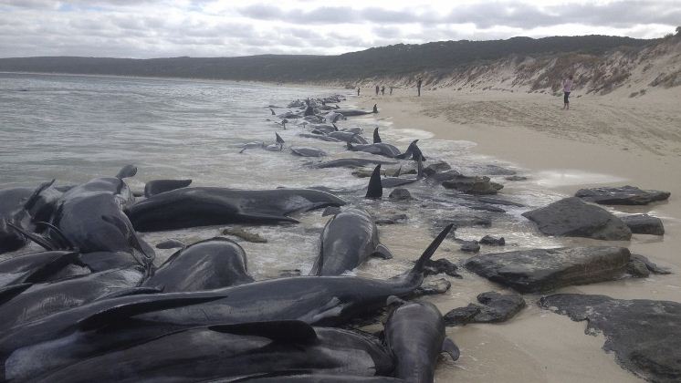 Varamiento masivo provoca la muerte de más de 100 ballenas en una playa de Australia