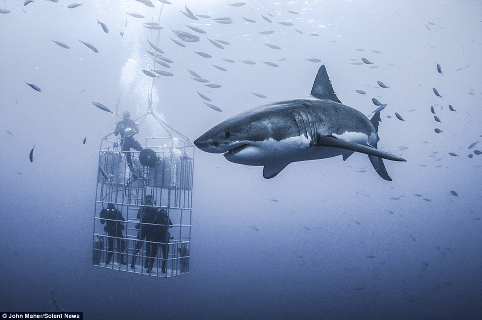 Buzos enjaulados lucen como enanos ante los 6 metros de ferocidad del ‘Gran Tiburón Blanco’ (Fotos)