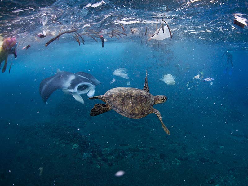Británicos reducirán plástico arrojados al mar y en el territorio