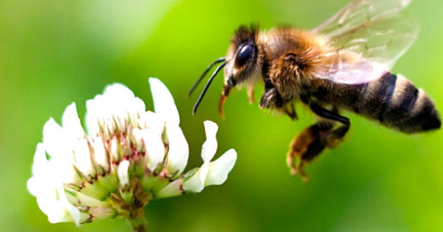 Industria del azúcar la enemiga de las abejas