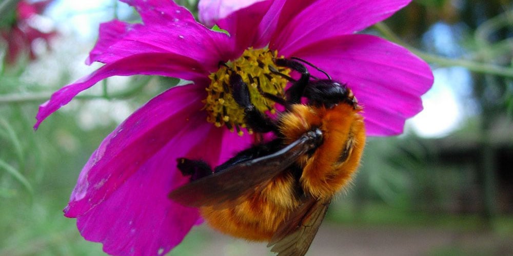 Estudio científico alerta sobre efectos negativos de la importación del abejorro europeo en especies nativas