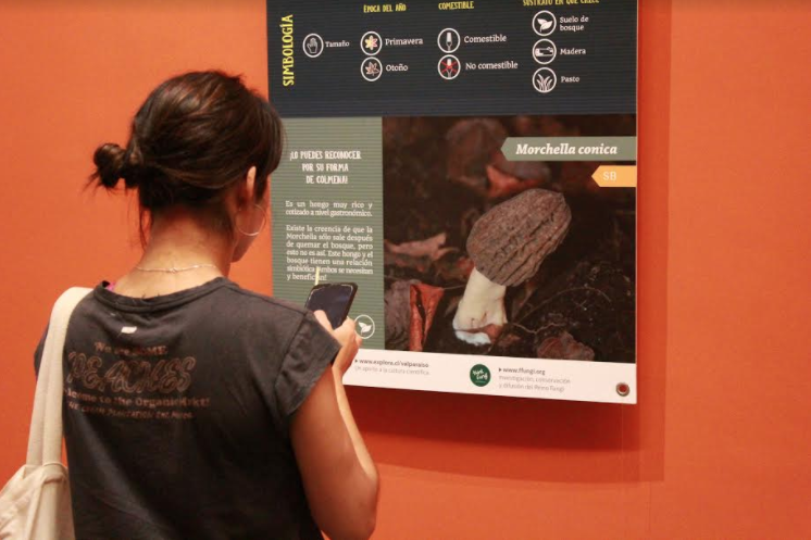 Valparaíso: Exposición “Hongos, habitantes de otro reino” abre el ciclo de exposiciones temporales del Museo de Historia Natural
