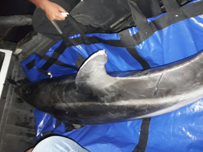Transeúntes y personal de la Armada rescatan a delfín varado en Arica