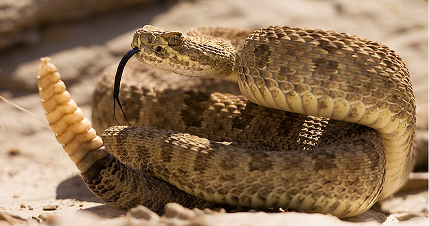 Veneno de serpiente podría servir como antibiótico