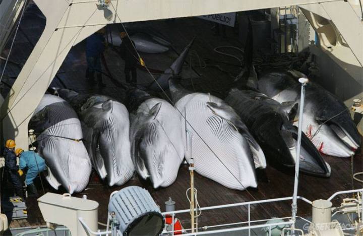 El gobierno noruego quiere aumentar la caza comercial de ballenas este año