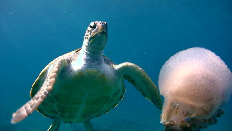 Las tortugas marinas han evolucionado para usar sus aletas como si fueran manos