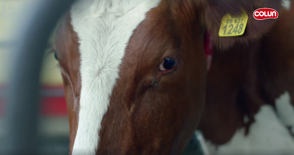¿Vacas felices?: ONG Animal libre acusa «lavado de imagen» en campaña de Colun