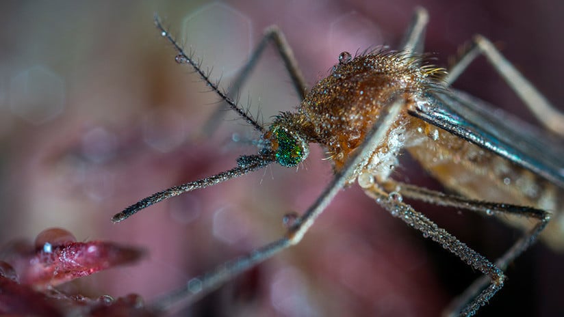 Diez muertos deja como saldo la epidemia de dengue en Paraguay