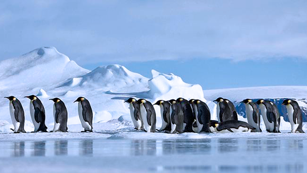 Denuncian que la pesca industrial en la Antártida está afectando a pingüinos, focas y ballenas