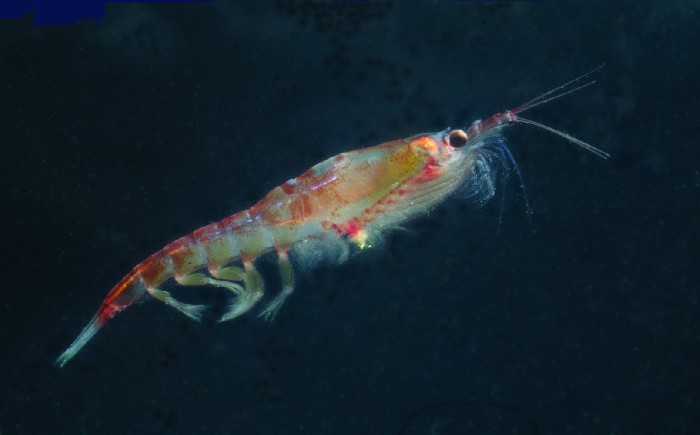 Descubren que el krill es capaz de digerir microplástico, pero no es una buena noticia