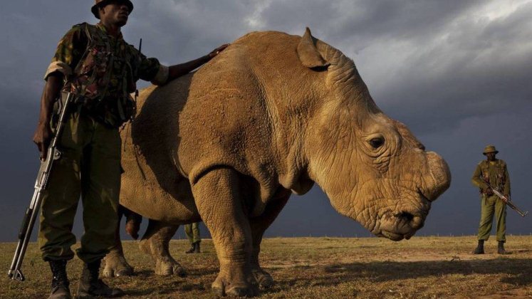 Ha muerto Sudan, el último macho de rinoceronte blanco del norte
