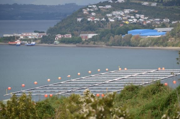 Exigen protección de mar adyacente al Parque Nacional Kawésqar frente a industria salmonera