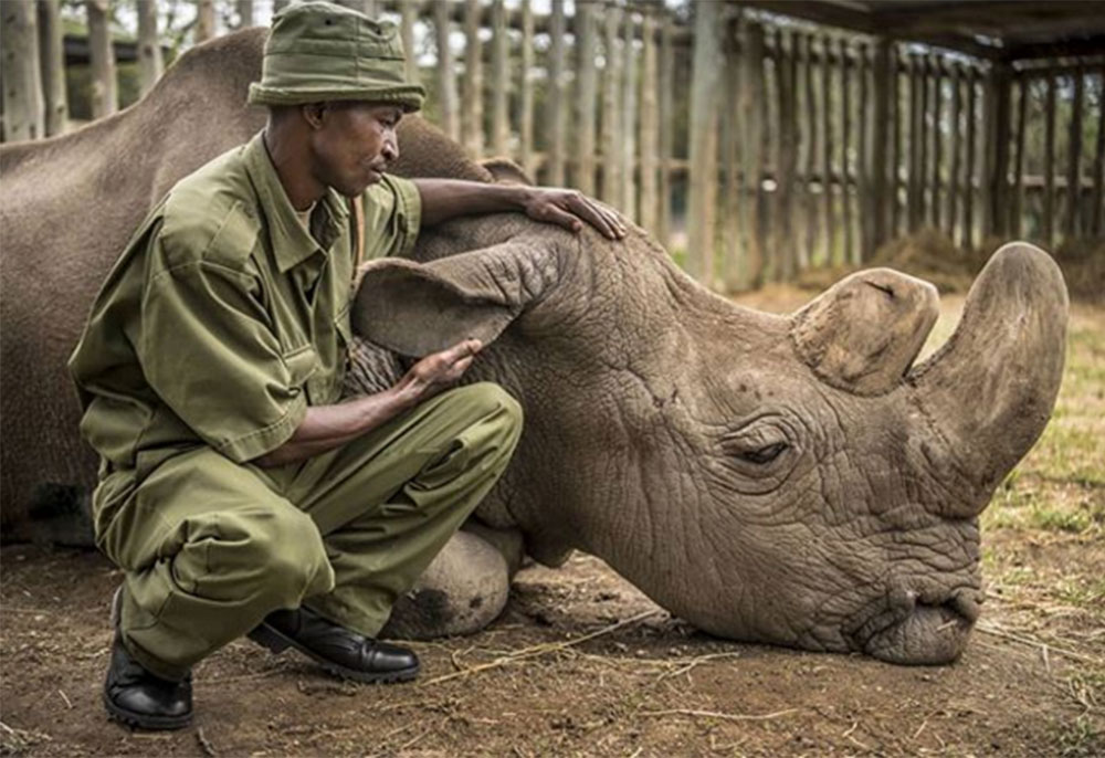 rinoceronte Sudán