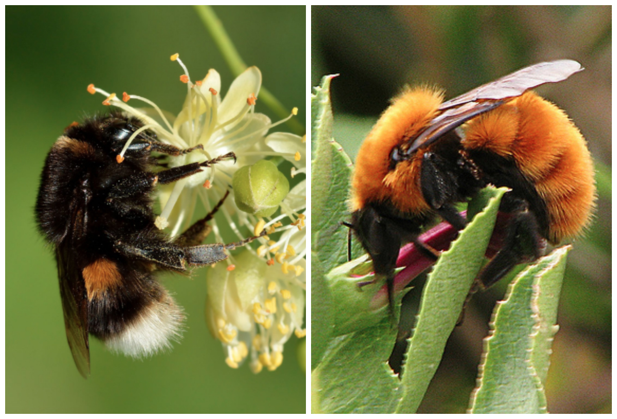 La introducción de especies exóticas amenaza la sobrevivencia del único abejorro nativo de la Patagonia