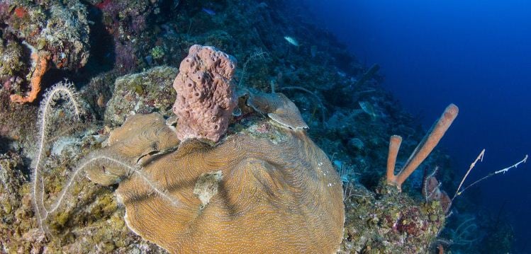 Científicos descubren una zona de profundidad oceánica con decenas de especies desconocidas