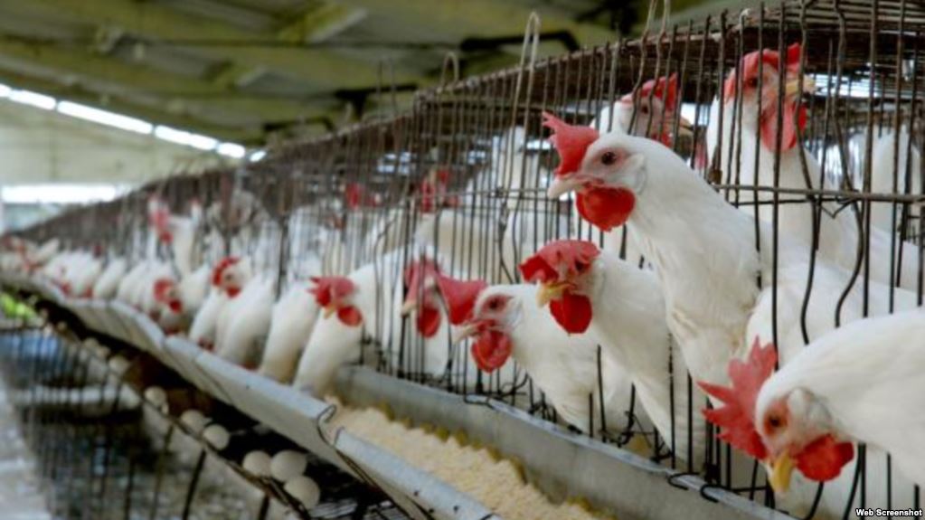 Cuba desarrolla industria avícola en zona oriental