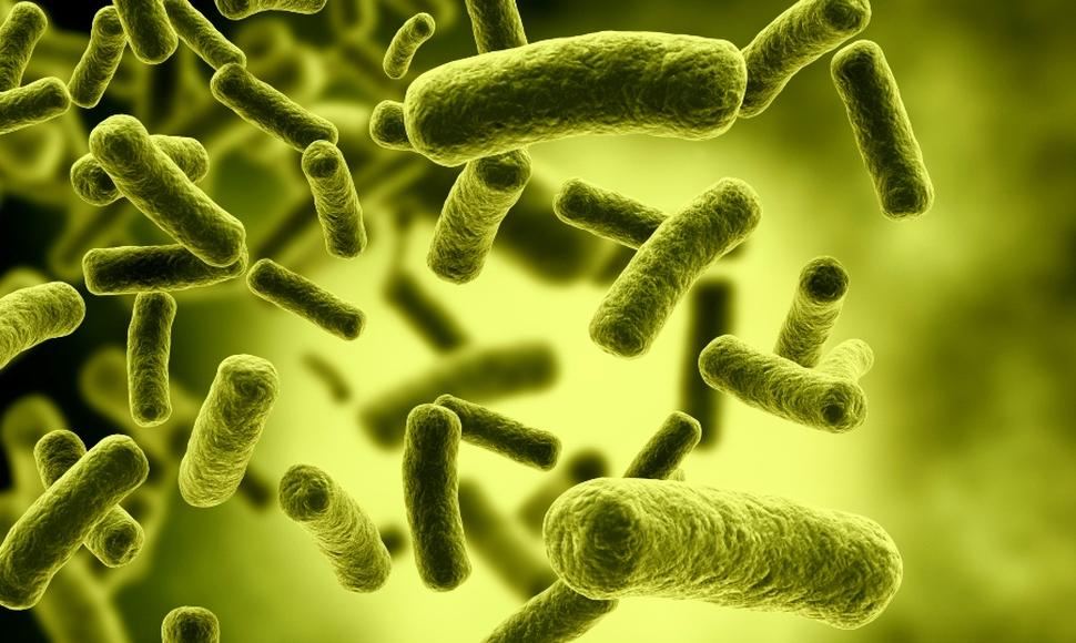 Descubren nuevo antibiótico contra la superbacteria multirresistente