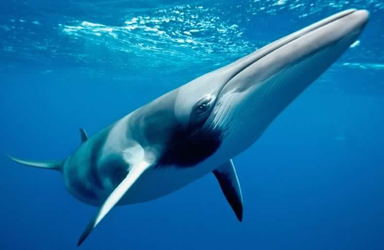 Barcos japoneses cazan más de 300 ballenas en la Antártica