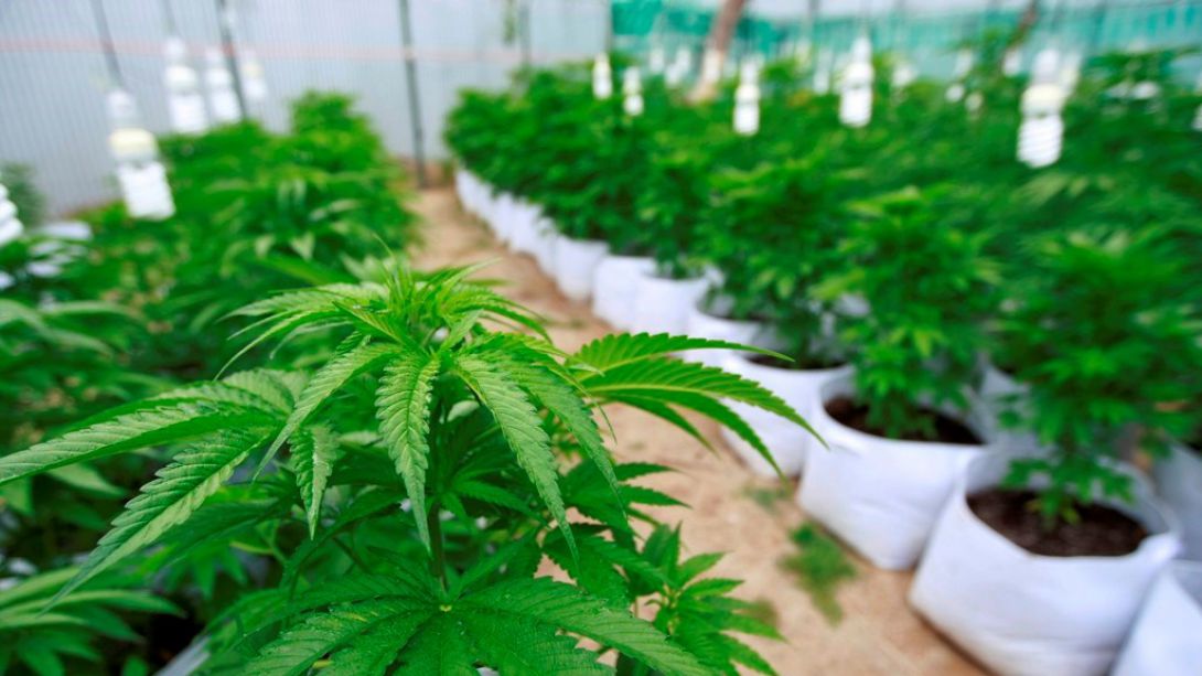Director de Senda confirma apoyo del gobierno a proyecto sobre uso medicinal de la marihuana