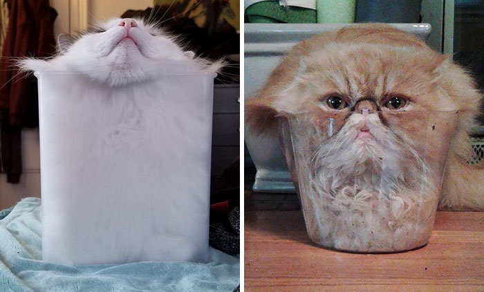 40 fotos geniales que demuestran que los gatos son líquidos