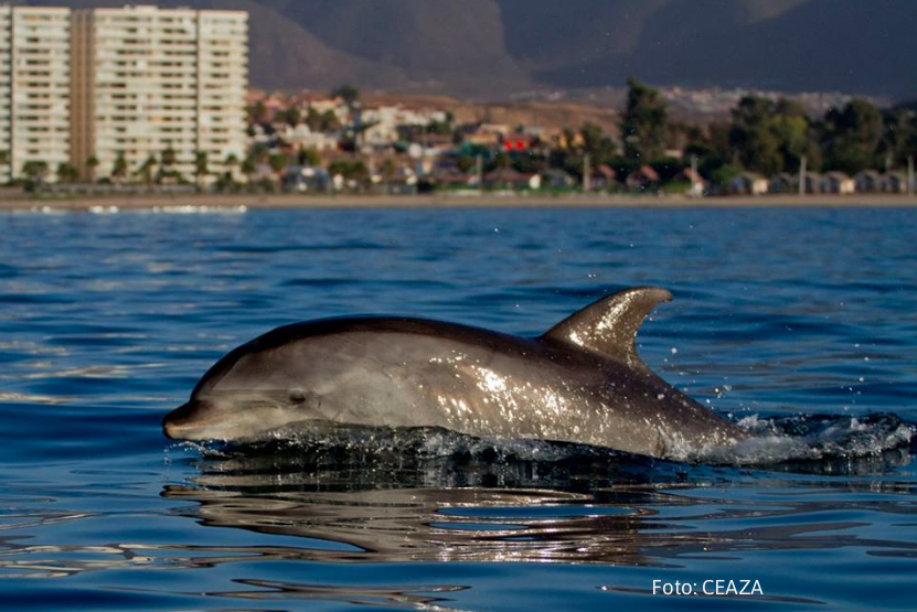 Delfines nariz de botella aparecen en La Herradura de Coquimbo