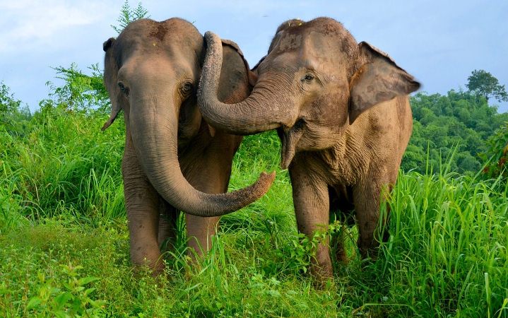 Los elefantes son increíblemente resistentes al cáncer y por fin nos acercamos a un por qué
