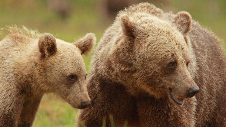 Las hembras de oso están evolucionando para extender el período de crianza