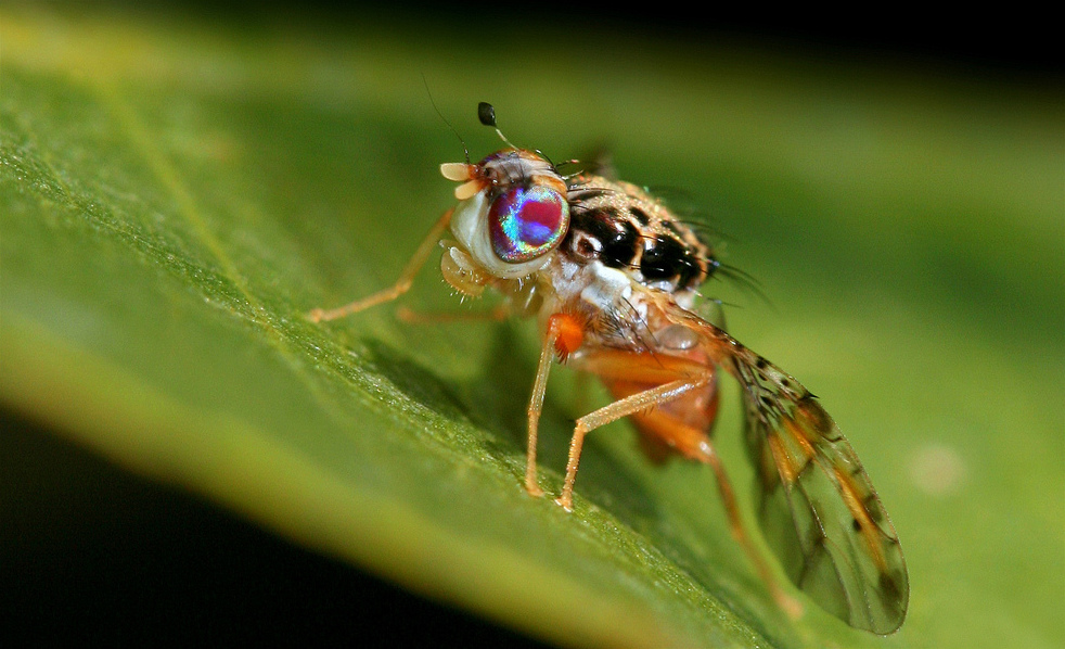 Mosca de la fruta: Confirman su presencia en Los Andes