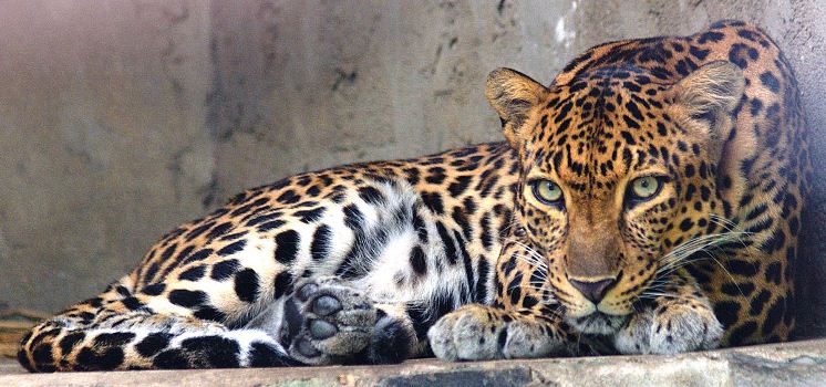Ahora es el turno del ‘leopardo de Indochina’: está al borde de la extinción