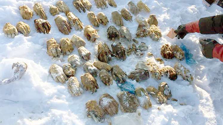 Bolsa con 54 manos amputadas, encontrada en Rusia, podría provenir de un laboratorio forense