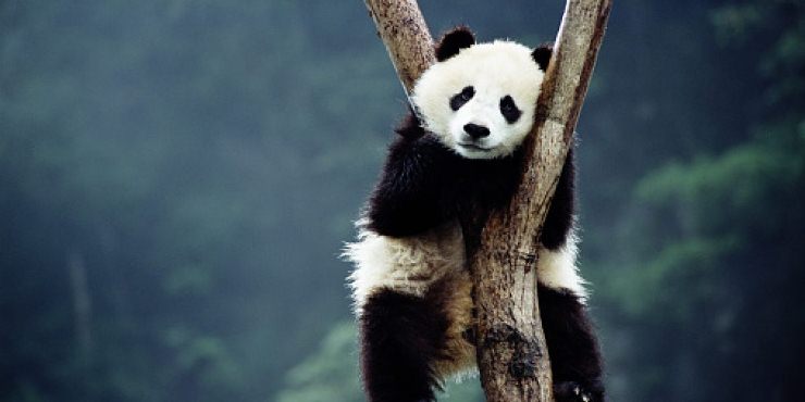 China construirá un parque nacional de 2 millones de hectáreas para los pandas gigantes