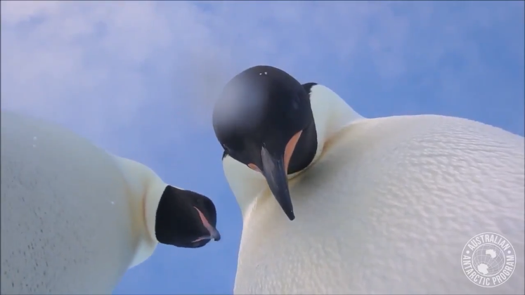 Mira las encantadoras imágenes de estos pingüinos «posando» para la cámara en la Antártica