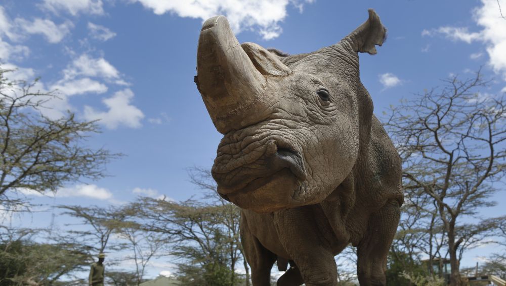 Especie de rinoceronte blanco será clonado para evitar su extinción