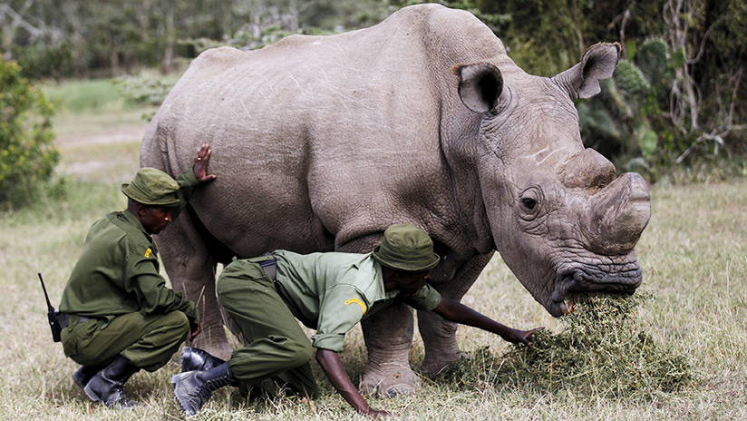 Una nueva extinción animal: muere el último rinoceronte blanco del norte macho