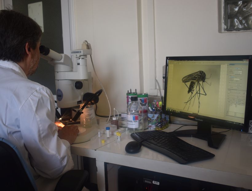 Arica: 14 mosquitos detectados son posibles portadores del virus Zika