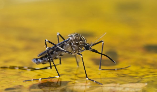 Reportes por Dengue y Chikunguya se han incrementado en Paraguay