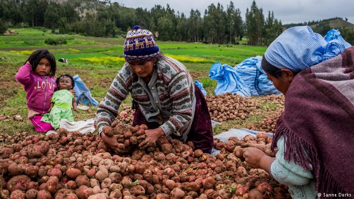 Mujeres responsables de la agricultura en Bolivia están enfrentando los efectos del cambio climático